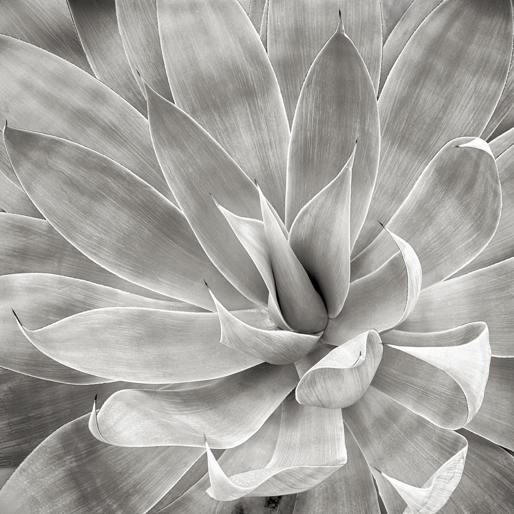 © Steve Nieslony | Silver Agave