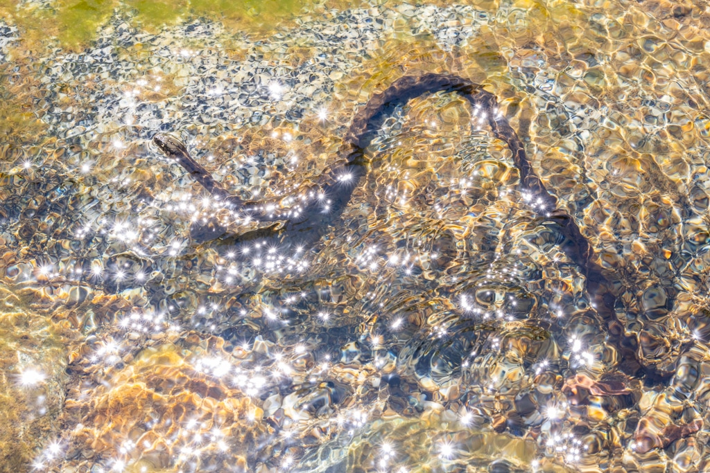 © Jack Devlin | Sierra Garter Snake