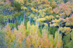 Fall Colors, Bishop Creek