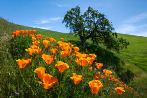 Oak Tree and Poppies