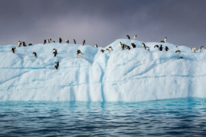 Penguin Assembly, Antarctica