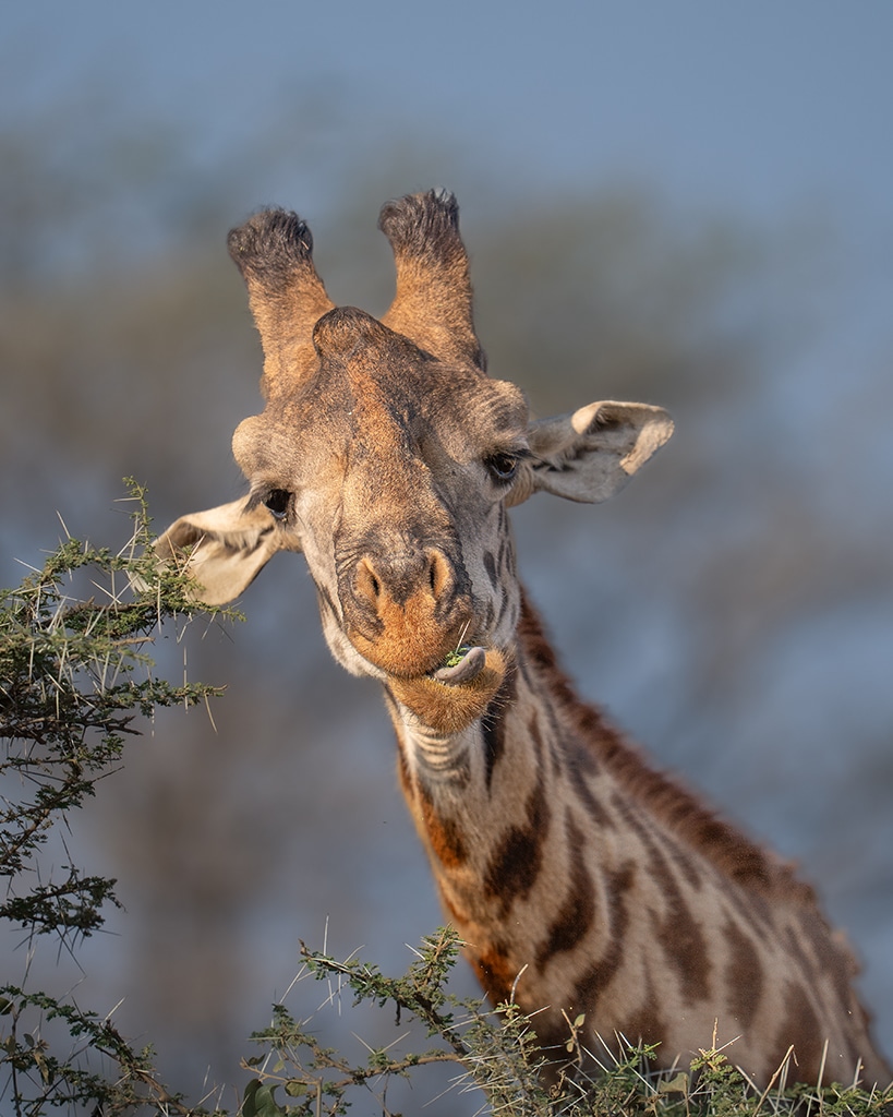 Wong_Giraffe Chomping at You