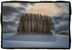 Backlit Trees, Hokkaido, Japan