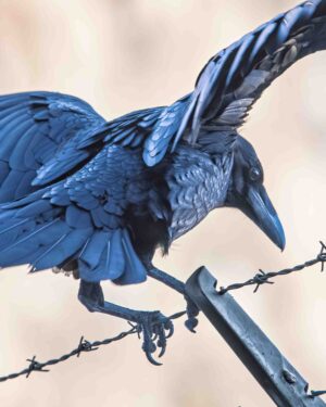 Raven On A Wire