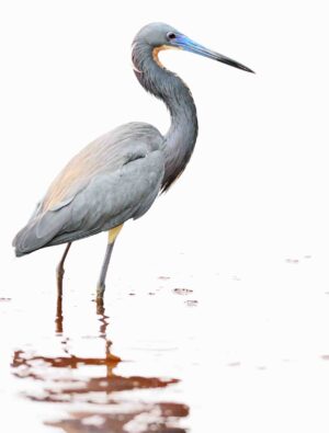 Tricolored Heron