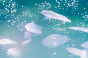 Kian Berreman - Light on Water (In-Camera Double Exposure)