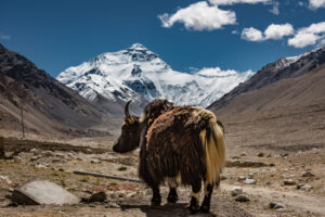 In the Shadow of Mount Everest