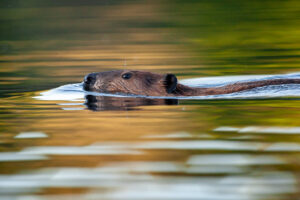 John Jack Devlin - Beaver
