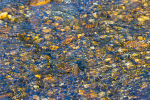 John Jack Devlin - Foothill Yellow-legged Frog