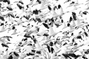 John Jack Devlin - Snow Geese