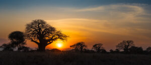 African Sunset Tarangire NP