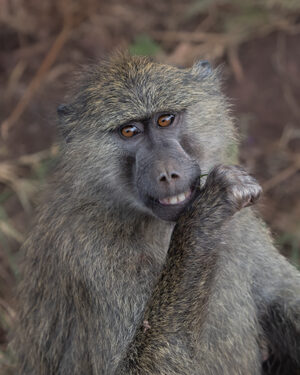 Baboon Smiles