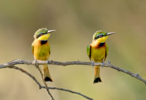 Bee Eaters