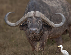 Buffalo Face