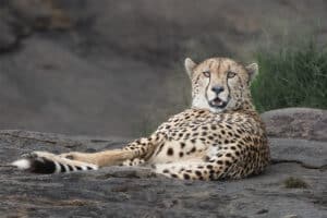 Cheetah Repose