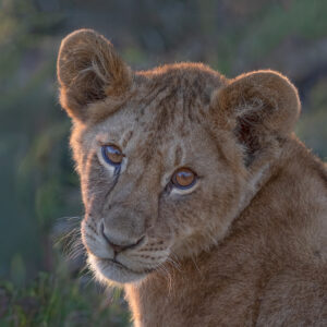 Cub Sunset Eyes
