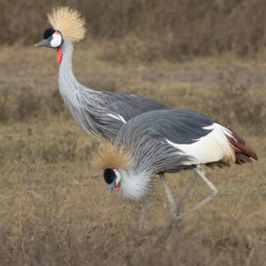 Gray Crowned Cranes