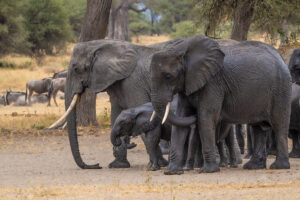 Great Elephant Family