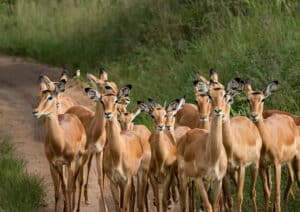 Impala Boys and Girls Club