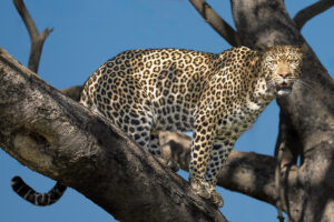 Leopard Tree