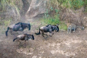 Leopard and Widebeest