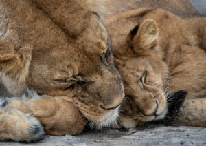 Mother and Cub Love