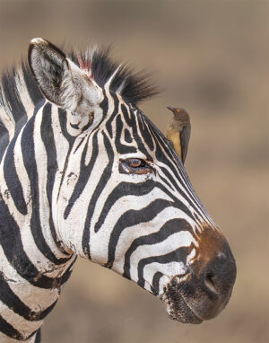 Zebra and Oxpecker Buddy