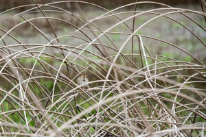 Workshop Registration: Explore with Your Camera - Cosumnes River Preserve