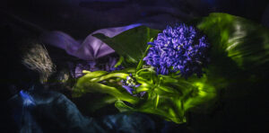 Blue Hyacinth