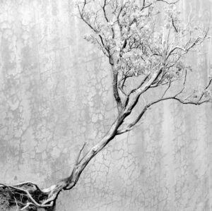 California Route 120, Yosemite