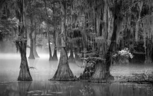 Early Morning Fog, Caddo Lake, Texas