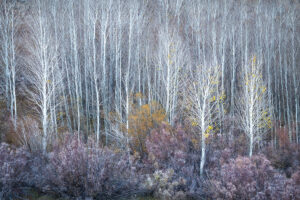 Autumn Blues #32, Eastern Sierra