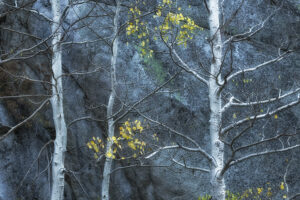 Autumn Blues, Bishop Creek Canyon