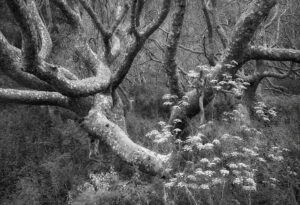 Dance of the Sycamores, Big Sur