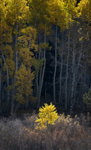 In the Spotlight... Eastern Sierra
