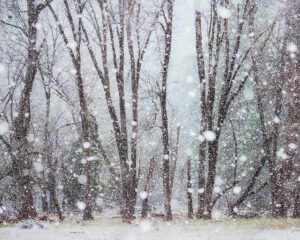 Late Snow Storm, Yosemite Valley