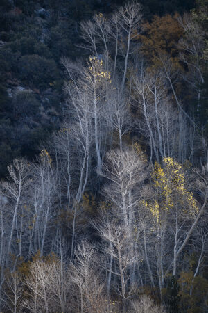 Pockets of Gold #4, Eastern Sierra