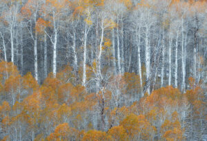 Silver and Gold, Eastern Sierra