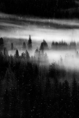 Sleepy Forest, Yosemite Valley