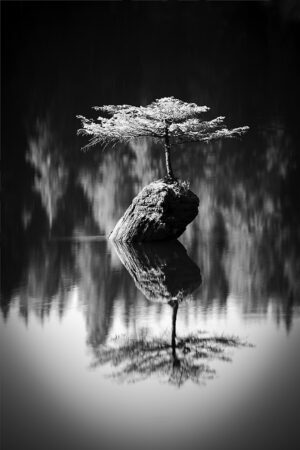 Lone Tree, Vancouver Island