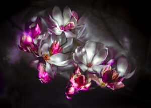 Magnolia Blossoms