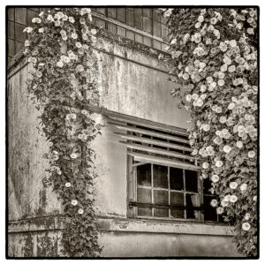 Window and Vines
