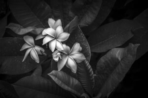 Plumeria #11
