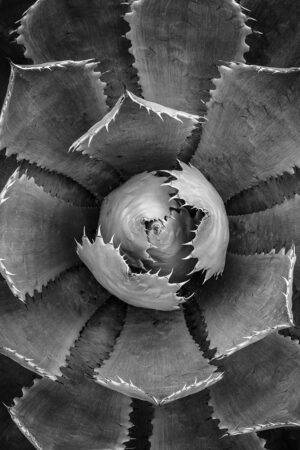 Succulent, Oahu, Hawaii