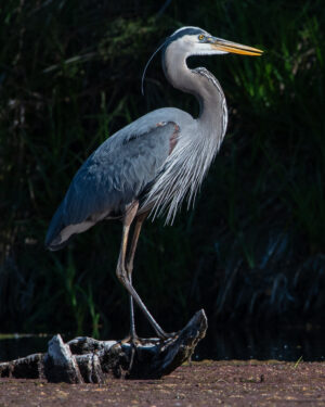 Great Blue Heron