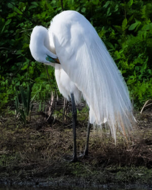 Great Egret