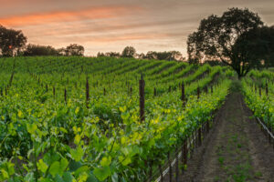 Sunset in the  Vineyard