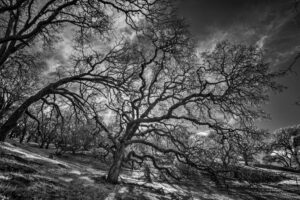 In the Hills Near Home