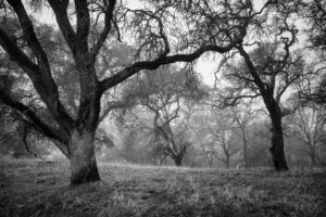 Oak Forest in Fog