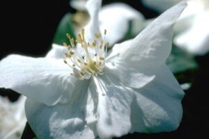 Mock Orange Flower